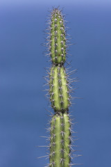 Cactus droit sur fond d'Océan
