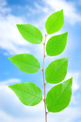 Green leafe  in sunny day.