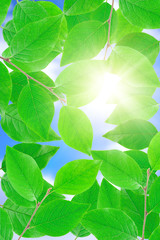 Fototapeta na wymiar Green leafe in sunny day.
