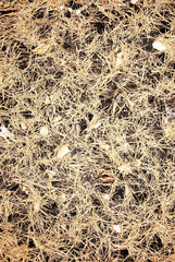 Background of the cones and yellow pine needles