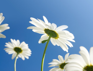 Camomile flowers in sun rays