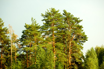 Fototapeta premium russian forest