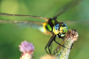 Dragonfly macro