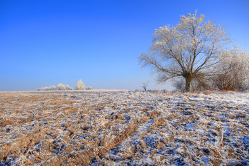 Winter landscape