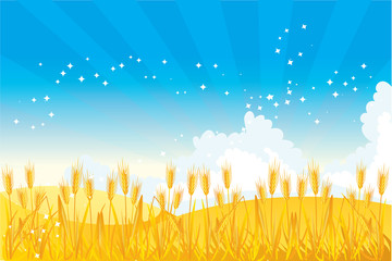 Wheat field illustrated © Oksana Pravdina