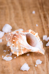 Obraz na płótnie Canvas seashell and salt