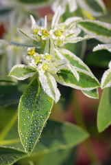 Fototapeta na wymiar Close-up of blooming Euphorbia marginata