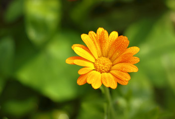 Pot Marigold flower