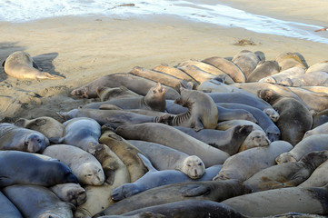 Naklejka premium Elephant Seals crowded