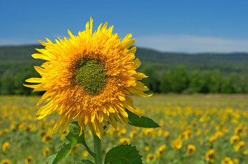 Fototapeta premium Sunflower in the summer field