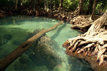 Swamp forest at Tha Pom, Krabi, Thailand.