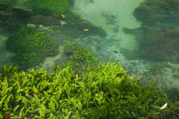 Seaweed in swamp forest at Tha Pom, Krabi, Thailand.