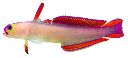 Purple Firefish
