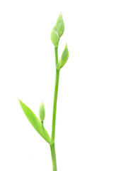 Fototapeta na wymiar Roślin Iris samodzielnie na białym tle