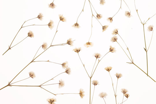 かすみ草 Images Browse 4 4 Stock Photos Vectors And Video Adobe Stock かすみ草 Images Browse 4 4 Stock Photos Vectors And Video Adobe Stock