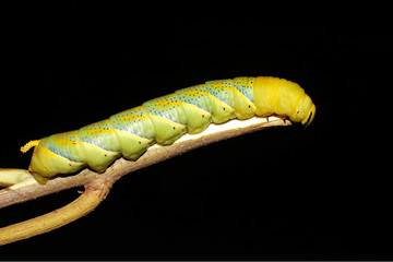 hawk-moth (Death's-head) caterpillar  / Acherontia atropos