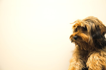 Terrier of a white background