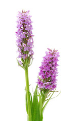 Orchis wildflowers