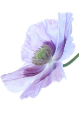 Fototapeta premium poppy