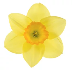 Keuken foto achterwand Narcis gele narcis