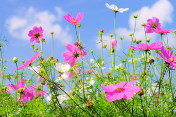 Fototapeta premium Cosmea 04
