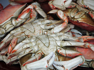 Krabben auf einem Haufen