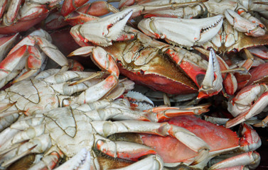 Krabben auf einem Haufen