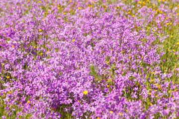 Obraz premium Field full of violet flowers