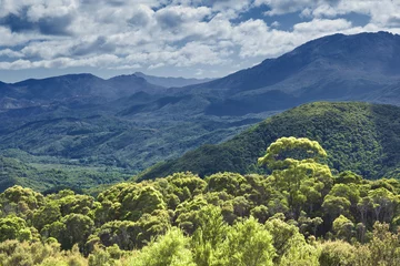 Selbstklebende Fototapete Australien australischer Regenwald