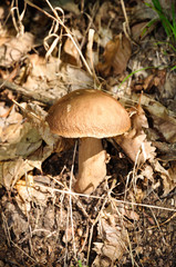 FUNGO PORCINO NEI BOSCHI DI BATTIFOLLO, PIEMONTE, ITALIA