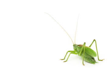 Grasshopper