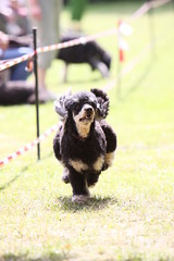 Pudel bei einem Hunderennen