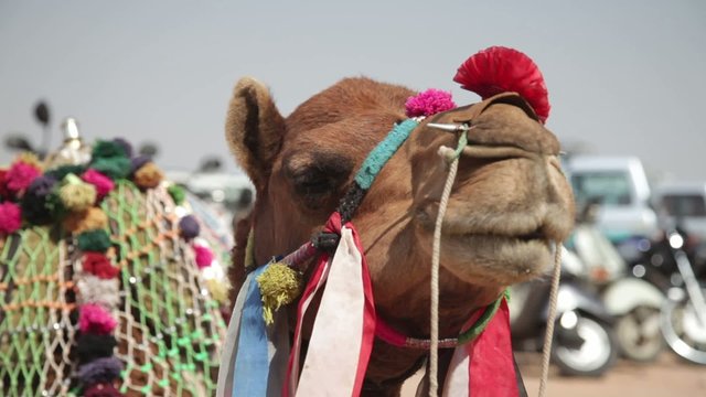 camel waiting for tourists at Mehrangarh Fort in Jodhpur, India