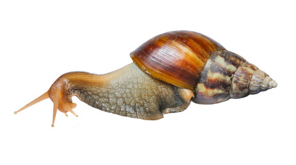 Snail