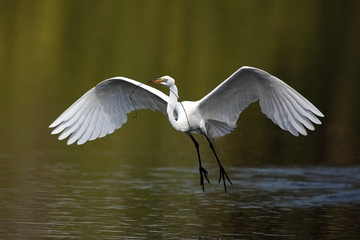 Great Egret In Flight