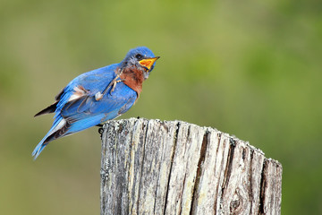 Itchy Bluebird
