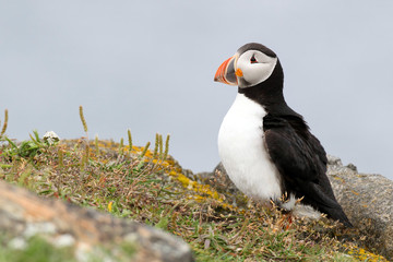 Puffin