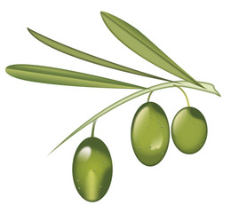 Three olives on branch with leaves
