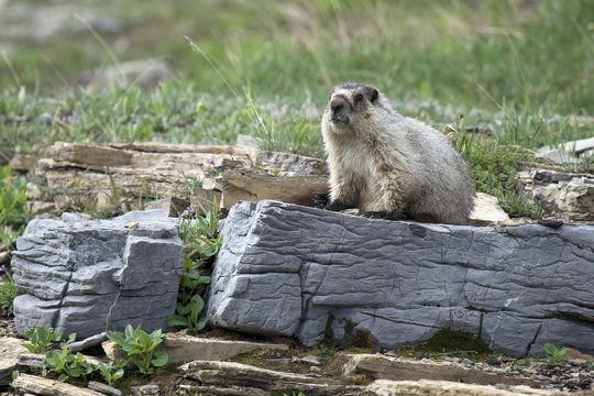 Hoary Marmot