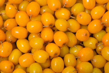 Berries of sea-buckthorn 11