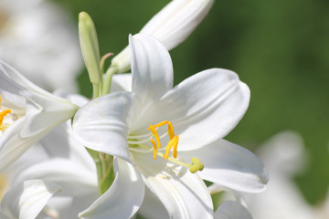 Fototapeta premium Weiße Blüte
