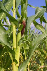 Field Corn