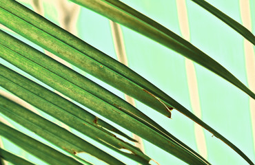beautiful palm leaf texture