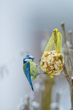 Blaumeise (Parus caeruleus)