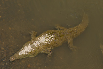 American crocodile swimming, view from above.