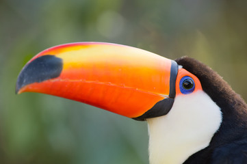 Toco Toucan closeup