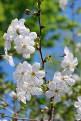 White cherry flowers