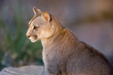 Gordijnen Cougar close-up - Puma concolor © buteo