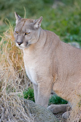 Puma or Cougar in Patagonia  - Puma concolor