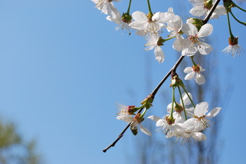 White cherry flowers, free copy space